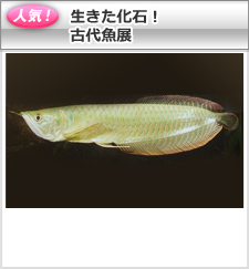 生きた化石！古代魚展